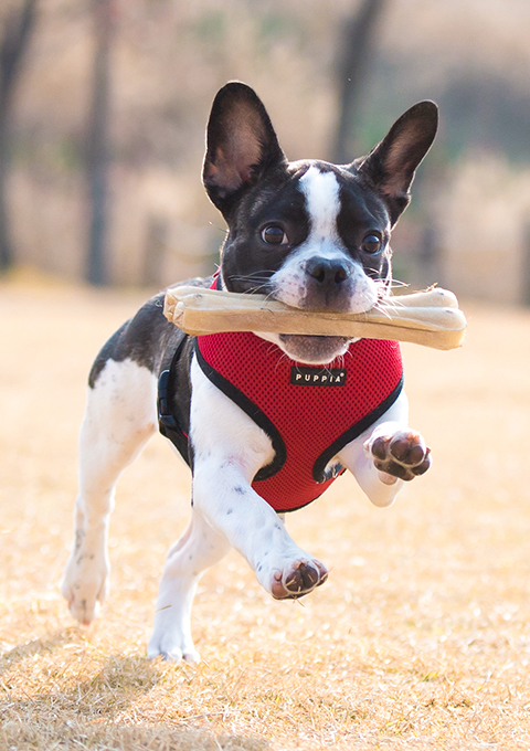 french bulldog with harness